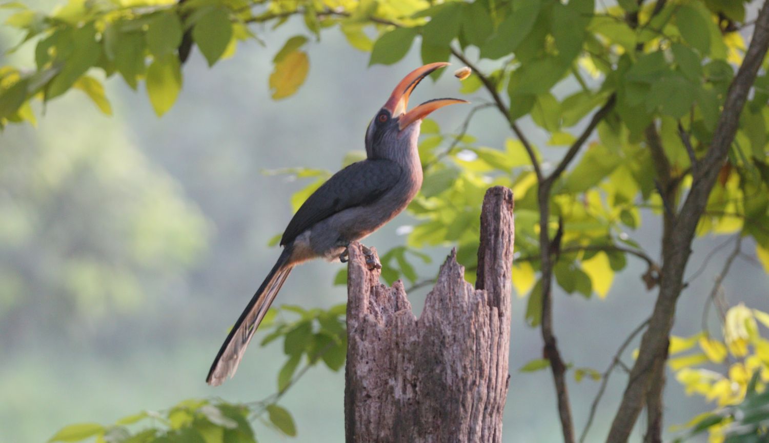 Wildlife in nature