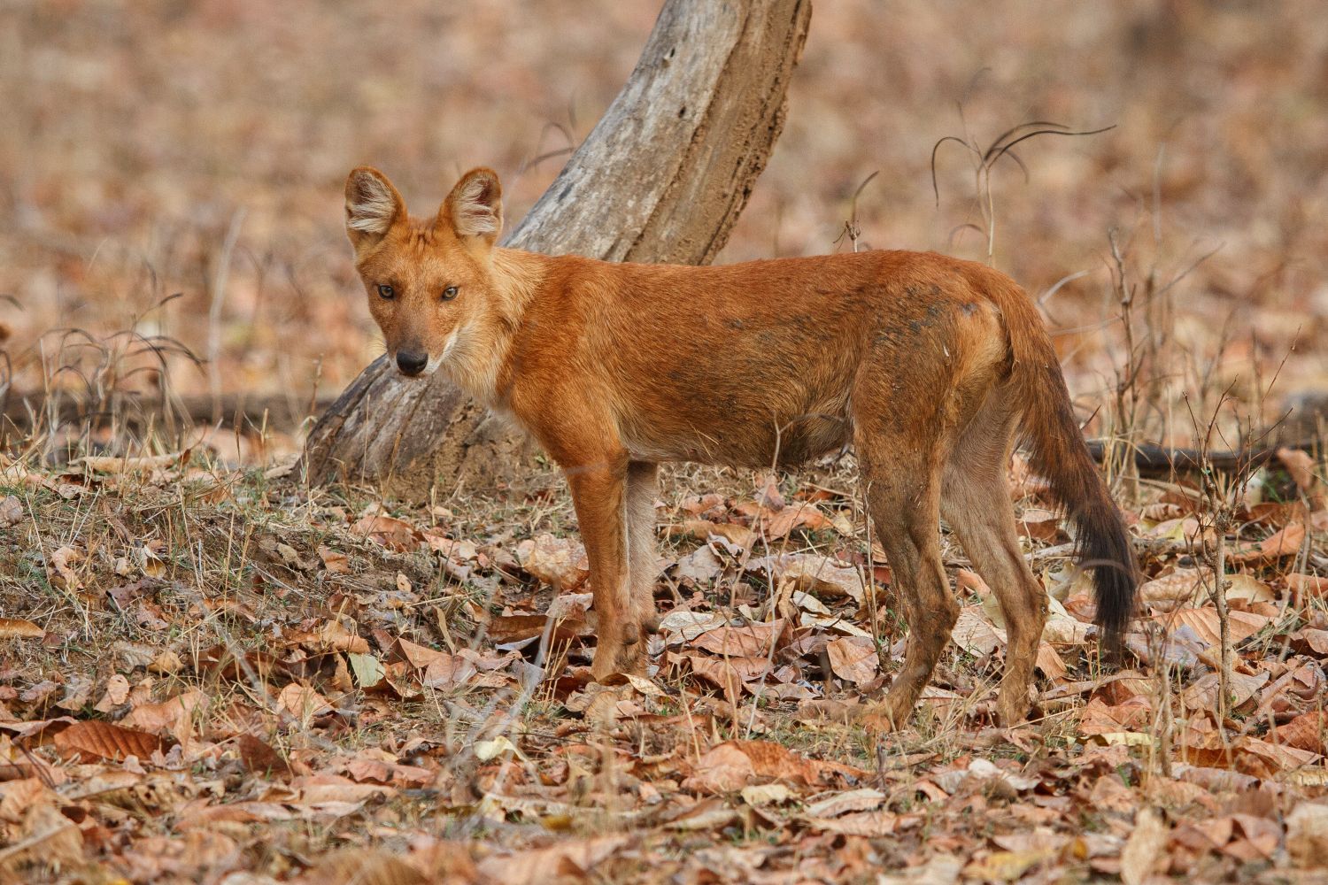 Kanha Wildlife Journey