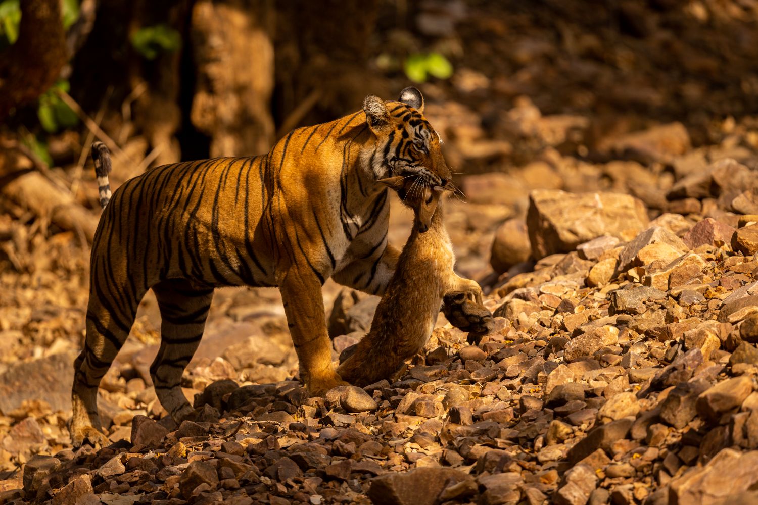 Tadoba Tiger Expedition
